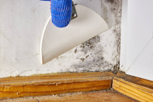 Best Residential Mold Inspection & Testing  in Belleair, FL