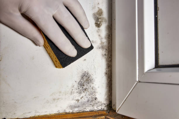 Best Environmental Consulting for Mold Prevention  in Belleair, FL