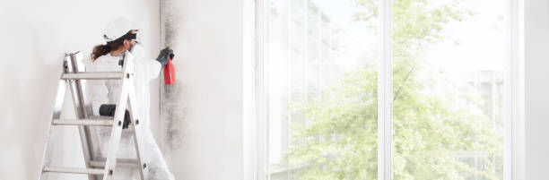 Best Mold Removal for HVAC Installations  in Belleair, FL